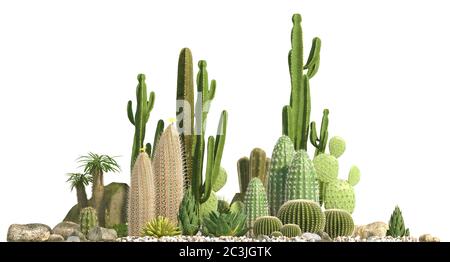 Dekorative Zusammensetzung aus Gruppen von verschiedenen Arten von Kakteen, Aloe und Sukkulenten Pflanzen isoliert auf weißem Hintergrund. Vorderansicht. 3D-Rendering Stockfoto