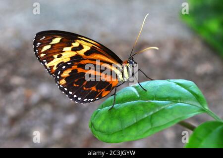 Schmetterling Tiger imitiert Lycorea halia cleobaea tropischer Milchkühnschmetterling Stockfoto