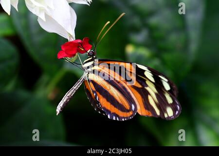 Tiger Longwing Schmetterling Heliconius Ismenius füttert an der Blume Stockfoto