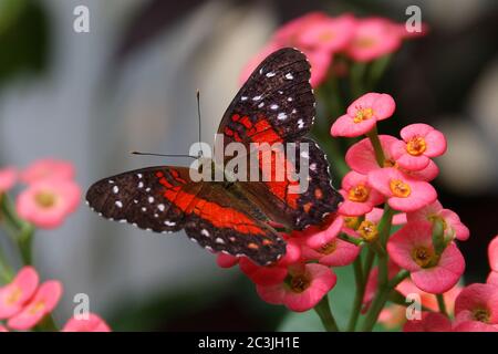 Schmetterling braun Pfau oder Scharlach Pfau Männlich Anartia amathea Fütterung auf Blume Stockfoto