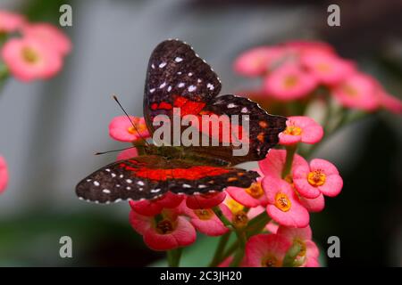 Schmetterling braun Pfau oder Scharlach Pfau Männlich Anartia amathea Fütterung auf Blume Stockfoto