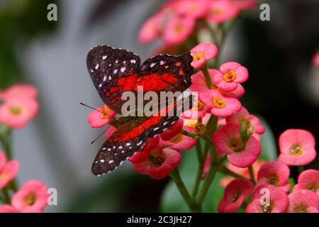 Schmetterling braun Pfau oder Scharlach Pfau Männlich Anartia amathea Fütterung auf Blume Stockfoto