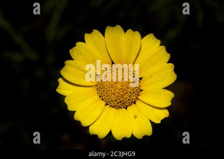 Krone Gänseblümchen Blume, Chrysanthemum coronarium, Glebionis coronaria, Malta, Mittelmeer Stockfoto