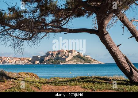 Die alte Zitadelle von Calvi auf Korsika, umgeben vom Mittelmeer unter blauem Himmel und umrahmt von einer alten Kiefer Stockfoto