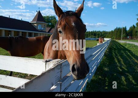 Braunes Pferd aus der Nähe auf einer Ranch hinter einem weißen Zaun Stockfoto