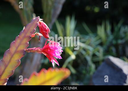 Halifax im Sommer während einer Pandemie. Leere Straßen, Gärten und Bänke. Stockfoto