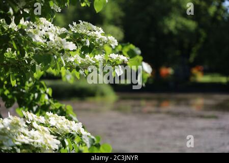 Halifax im Sommer während einer Pandemie. Leere Straßen, Gärten und Bänke. Stockfoto