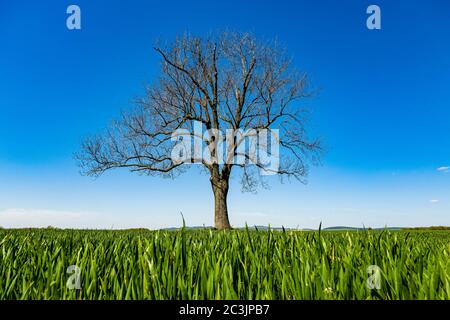 Ein einsamer Baum auf einem grünen Feld Stockfoto