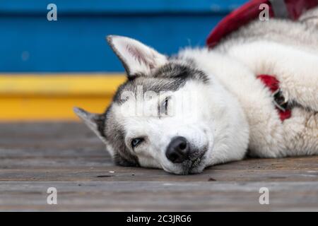 Ein schwarz-weißer Husky Hund, der seinen Kopf auf einem Holzdeck mit fast geschlossenen Augen legt. Das Tier hat einen Kragen um den Hals. Stockfoto