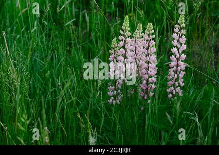 Blühende Lupinen im grünen Gras, Mittsommer in finnland Stockfoto