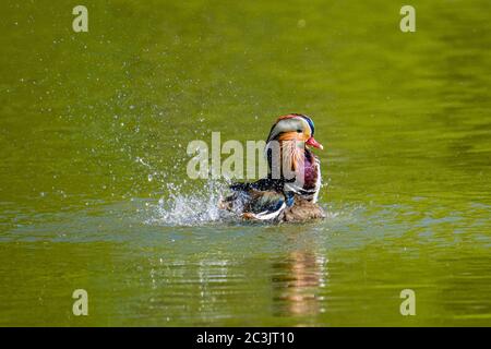 Eine Mandarinente (Aix galericulata) schwimmt in einem See und spritzt mit Wasser Stockfoto