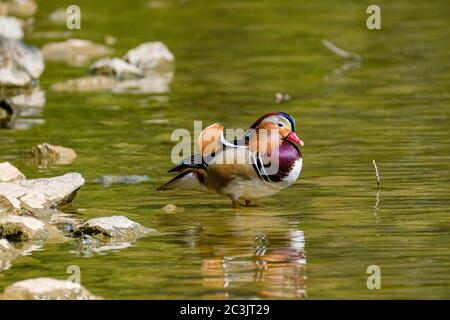 Eine Mandarinente (Aix galericulata) steht am Ufer eines Sees Stockfoto