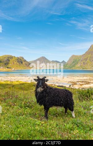 Vertikale Aufnahme eines schwarzen Schafes, das auf den Wiesen in Flakstad, Lofoten Inseln, Norwegen grast Stockfoto