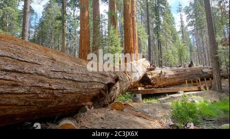 Ein Pfad führt vorbei und unter dem riesigen Stamm eines gefallenen Redwood am Trail of 100 Giants im Sequoia National Forest Stockfoto