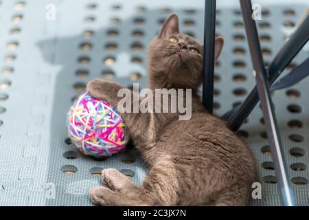 Graue Katze spielt mit einer Garnkugel, die auf dem Bett liegt. Geringer Fokus, unscharfer Hintergrund. Stockfoto
