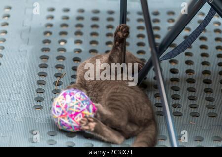 Graue Katze spielt mit einer Garnkugel, die auf dem Bett liegt. Geringer Fokus, unscharfer Hintergrund. Stockfoto