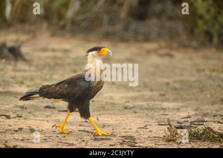 Crested Caracara (Caracara plancus), Santa Clara Ranch, Starr County, Texas, USA Stockfoto