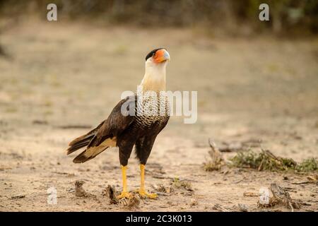 Crested Caracara (Caracara plancus), Santa Clara Ranch, Starr County, Texas, USA Stockfoto