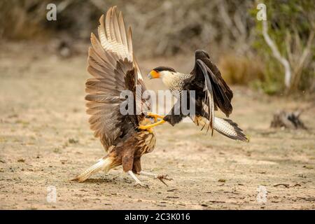 Crested Caracara (Caracara plancus) Jugend- und Erwachsenenkampf, Santa Clara Ranch, Starr County, Texas, USA Stockfoto