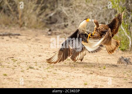 Crested Caracara (Caracara plancus) Jugend- und Erwachsenenkampf, Santa Clara Ranch, Starr County, Texas, USA Stockfoto