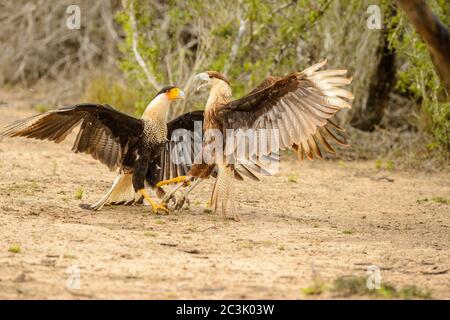 Crested Caracara (Caracara plancus) Jugend- und Erwachsenenkampf, Santa Clara Ranch, Starr County, Texas, USA Stockfoto