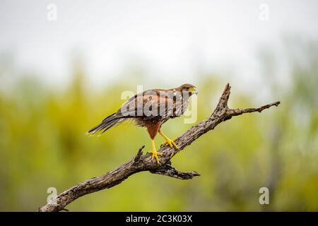 Harris' Hawk (Parabuteo unicinctus), Santa Clara Ranch, Starr County, Texas, USA Stockfoto