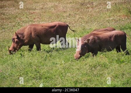 Warzenschweine in freier Wildbahn, im Addo Elephant National Park, in der Nähe von Port Elizabeth. Südafrika, Afrika. Stockfoto