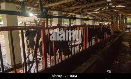 Zuleta, Imbabura / Ecuador - 9. November 2018: Kühe hielten an, während sie in einer Rinderfarm mechanisch gemolken wurden Stockfoto