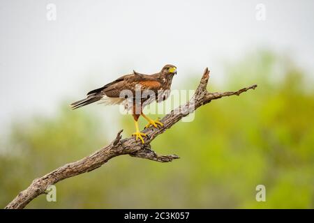 Harris' Hawk (Parabuteo unicinctus), Santa Clara Ranch, Starr County, Texas, USA Stockfoto