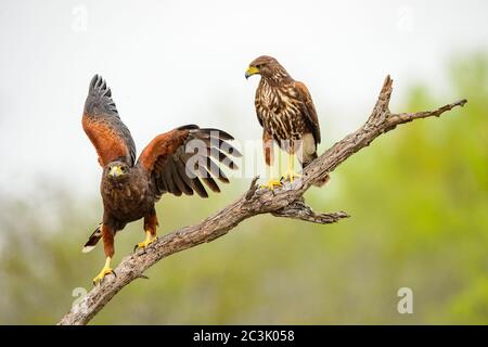 Harris' Hawk (Parabuteo unicinctus), Santa Clara Ranch, Starr County, Texas, USA Stockfoto