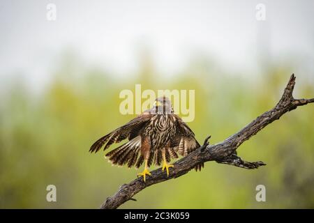 Harris' Hawk (Parabuteo unicinctus), Santa Clara Ranch, Starr County, Texas, USA Stockfoto