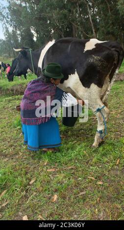 Zuleta, Imbabura / Ecuador - 9. November 2018: Die uralte Frau aus Zuleta in ihrem typischen Kostüm kauert neben der Holsteinkuhmelkerin Stockfoto