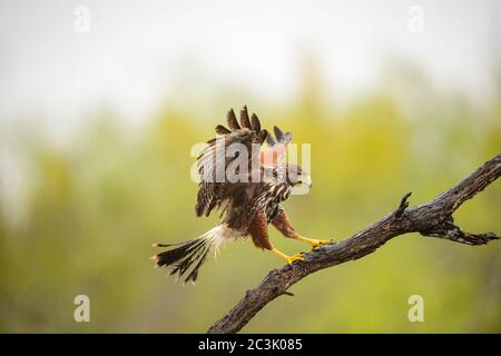 Harris' Hawk (Parabuteo unicinctus), Santa Clara Ranch, Starr County, Texas, USA Stockfoto