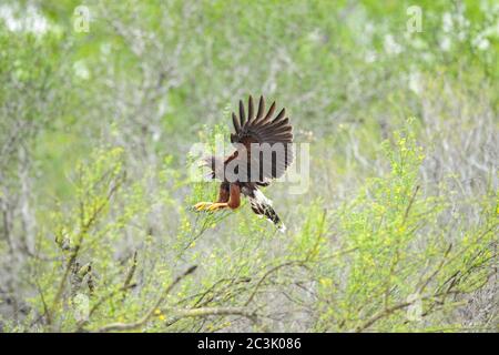 Harris' Hawk (Parabuteo unicinctus), Santa Clara Ranch, Starr County, Texas, USA Stockfoto