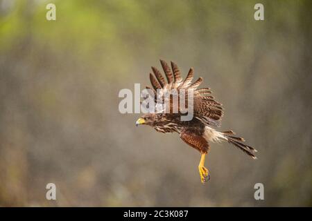 Harris' Hawk (Parabuteo unicinctus), Santa Clara Ranch, Starr County, Texas, USA Stockfoto