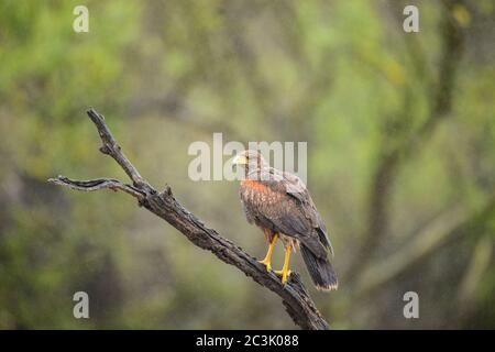 Harris' Hawk (Parabuteo unicinctus), Santa Clara Ranch, Starr County, Texas, USA Stockfoto