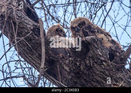 Große Hornkauz (Bubo virgianus) Fledglings in der Nähe ihres Nestes, Fontainebleau State Park, Louisiana, USA Stockfoto