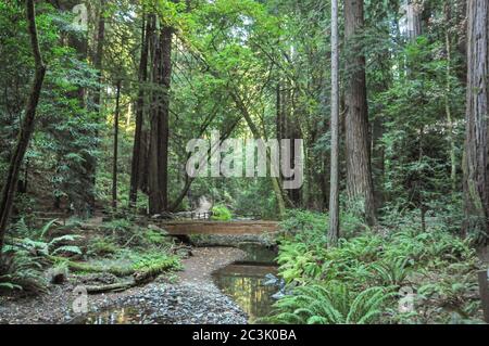 Dichter Wald in Muir Woods, ein alter Redwood Wald in der Nähe von San Francisco, Kalifornien, der einen kleinen Bach und eine Brücke zeigt. Stockfoto