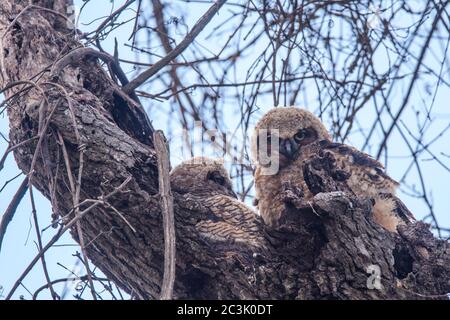 Große Hornkauz (Bubo virgianus) Fledglings in der Nähe ihres Nestes, Fontainebleau State Park, Louisiana, USA Stockfoto