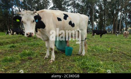 Indigene Frau melkt eine Holstein-Kuh mitten auf einem Feld mit grünem Gras Stockfoto