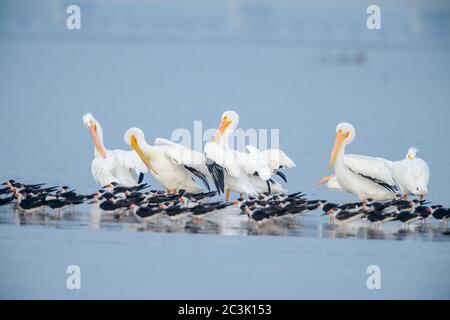 Schwarzer Skimmer (Rynchops niger) Roosting mit amerikanischem weißen Pelikan (Pelecanus erythrorhynchos), Goose Island State Park, Texas, USA Stockfoto