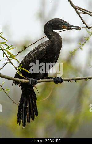 Neotropical cormorant (Phalacrocorax brasilianus), Smith Oaks Audubon Rookery, High Island, Texas, USA Stockfoto