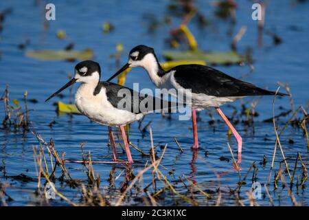 Schwarzhalsstelze (Himantopus mexicanus) auf der Nahrungssuche in Sumpf, Anahuac National Wildlife Refuge, Texas, USA Stockfoto
