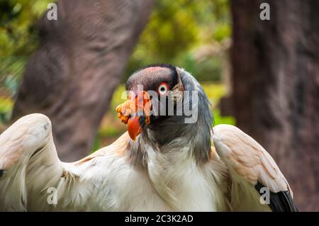 Sehr nahe Schuss von einem Königsgeiervogel Stockfoto