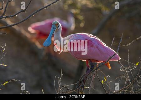 Roseatspoonbill (Platalea ajaja) in der Nähe der Brutkolonie im frühen Frühjahr, Smith Oaks Audubon Rookery, High Island, Texas, USA Stockfoto