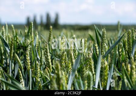 Blick auf Weizenfeld an einem sonnigen Tag im Juni. Fotografiert in der Nähe von Heartwood Forest, Sandridge, Hertfordshire UK Stockfoto