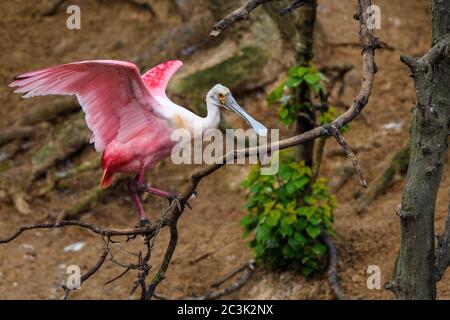 Roseatlöffler (Platalea ajaja), Smith Oaks Audubon Rookery, High Island, Texas, USA Stockfoto