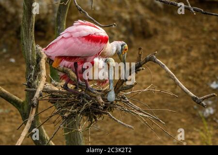 Roseatlöffler (Platalea ajaja), Smith Oaks Audubon Rookery, High Island, Texas, USA Stockfoto