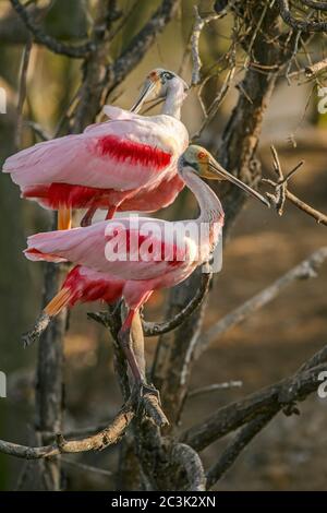 Roseatspoonbill (Platalea ajaja) Courtship Verhalten im frühen Frühjahr, Smith Oaks Audubon Rookery, High Island, Texas, USA Stockfoto