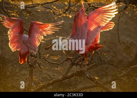 Roseatspoonbill (Platalea ajaja) Courtship Verhalten im frühen Frühjahr, Smith Oaks Audubon Rookery, High Island, Texas, USA Stockfoto